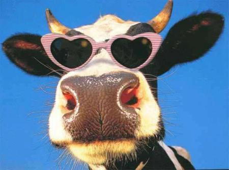 la vache star