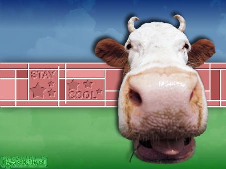 une vache cool