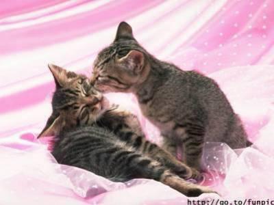 chat bizou
